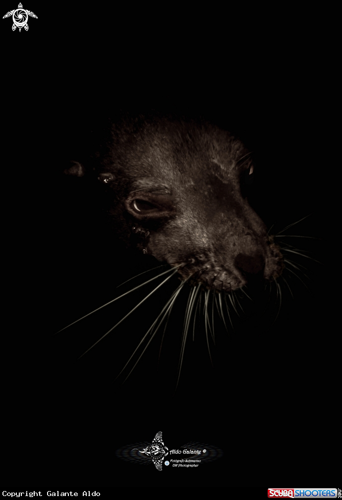 A Galapagos Sea Lion