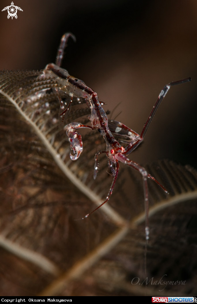 A Red-Strip Skeleton shrimp  (Protella similis) 