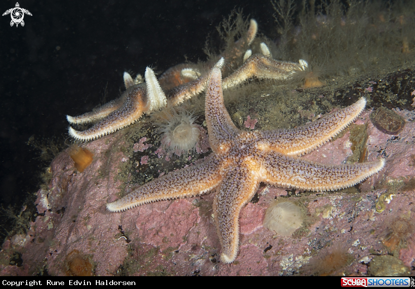 A Sea star