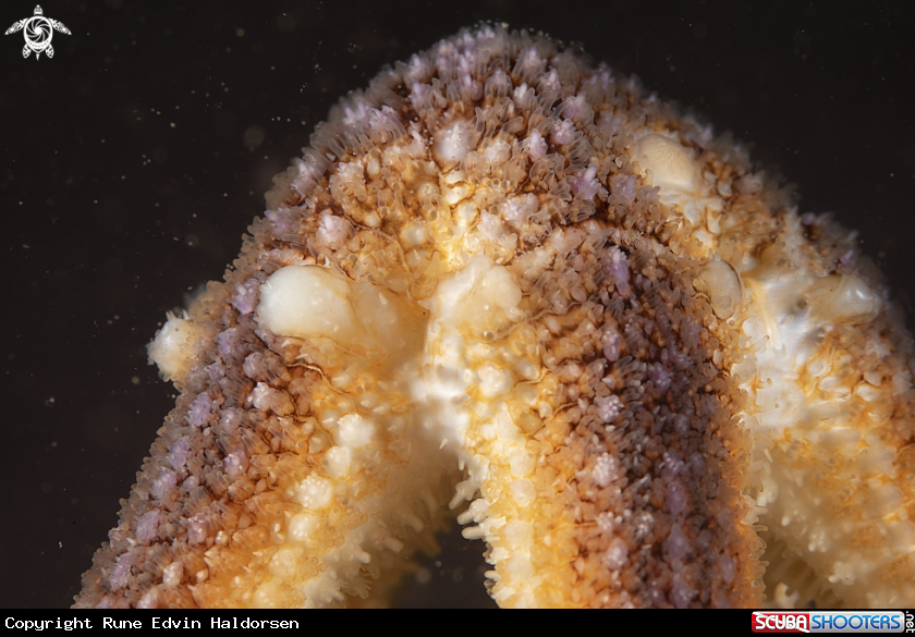 A Sea star