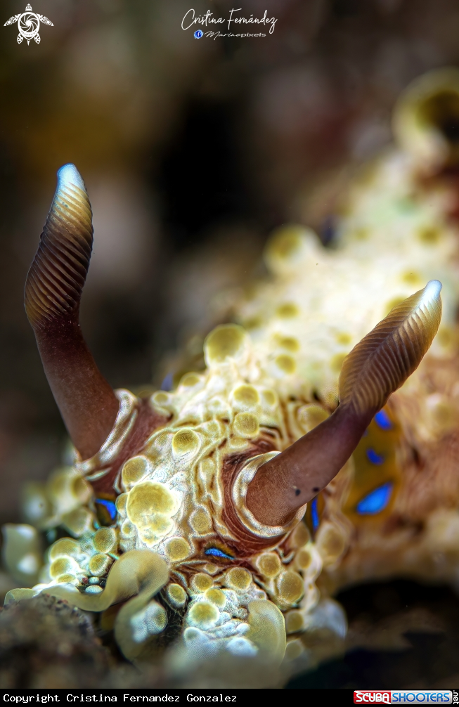 A Nudibranch
