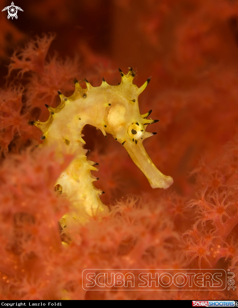 A Seahorse 