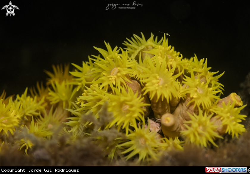 A Orange Cup Corals