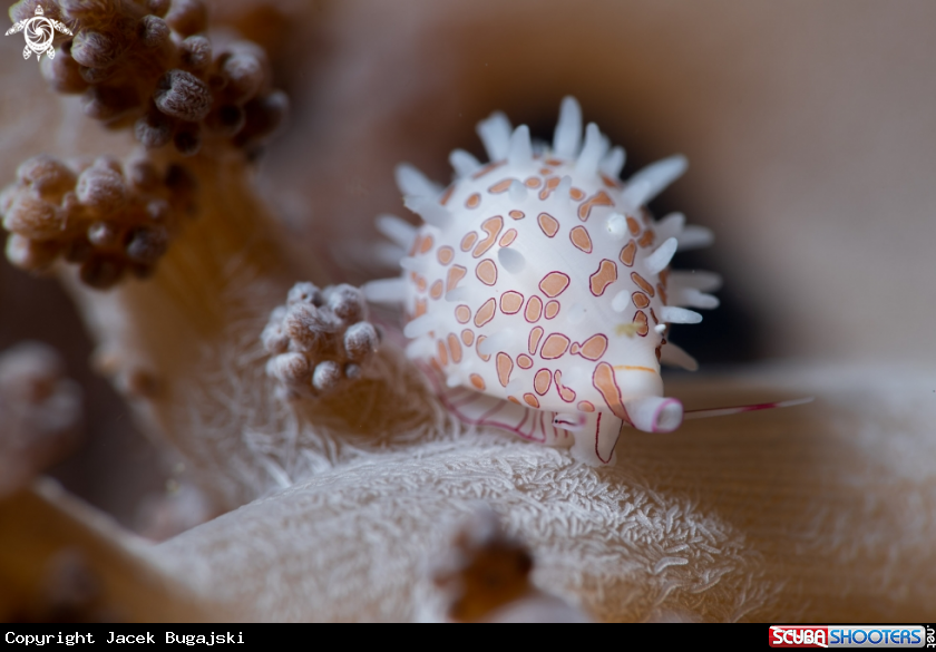 A Margarita Egg Cowrie