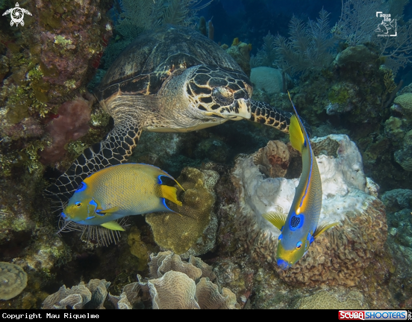 A Hawsbill Turtle and a pair of Queen Angelfish