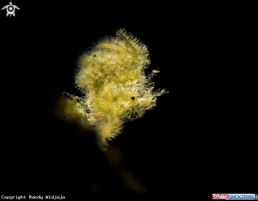 A Hairy Shrimp