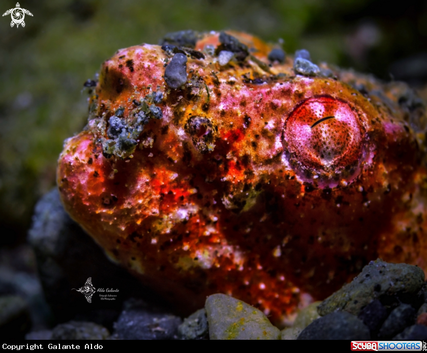 A Reptilian Snake Eel