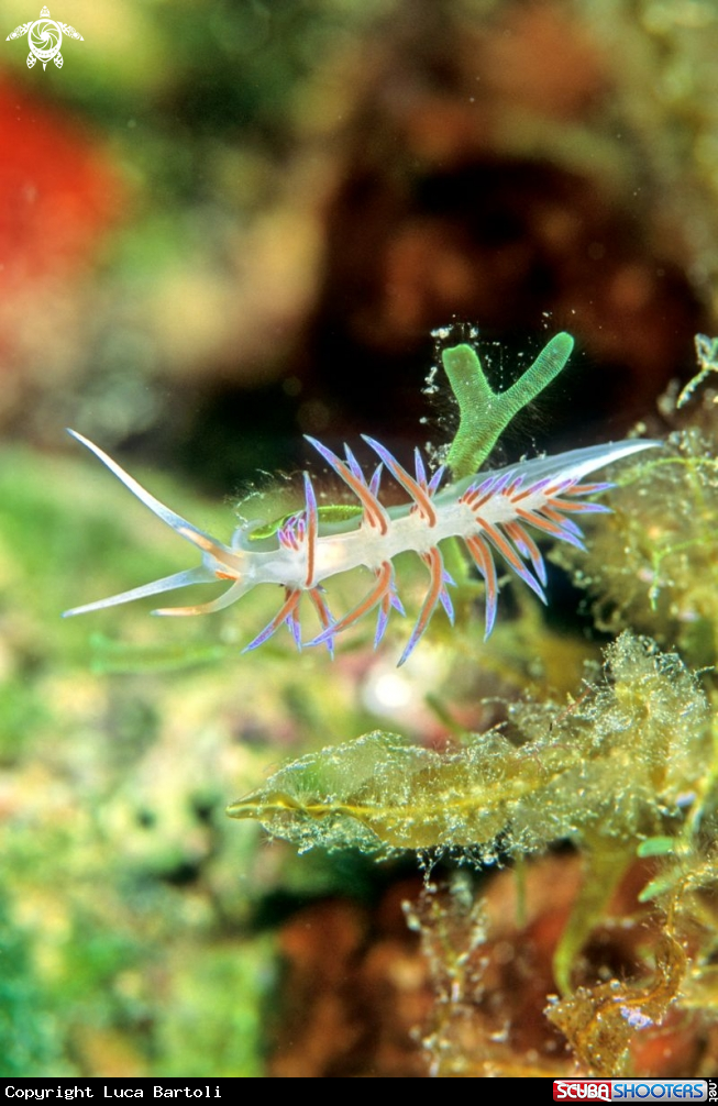 A nudibranch