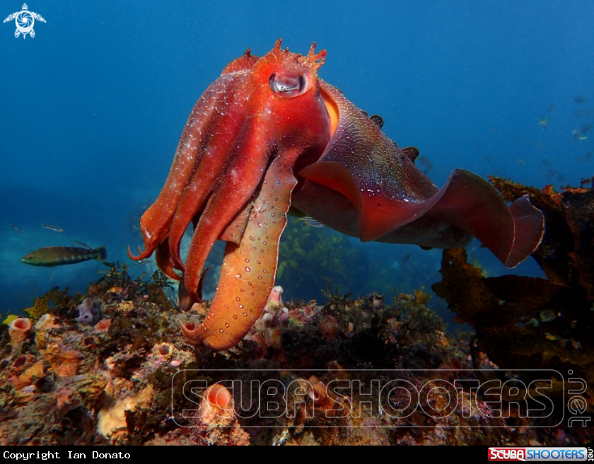 A Australian giant cuttlefish