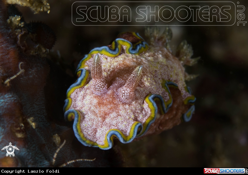 A Nudibranch