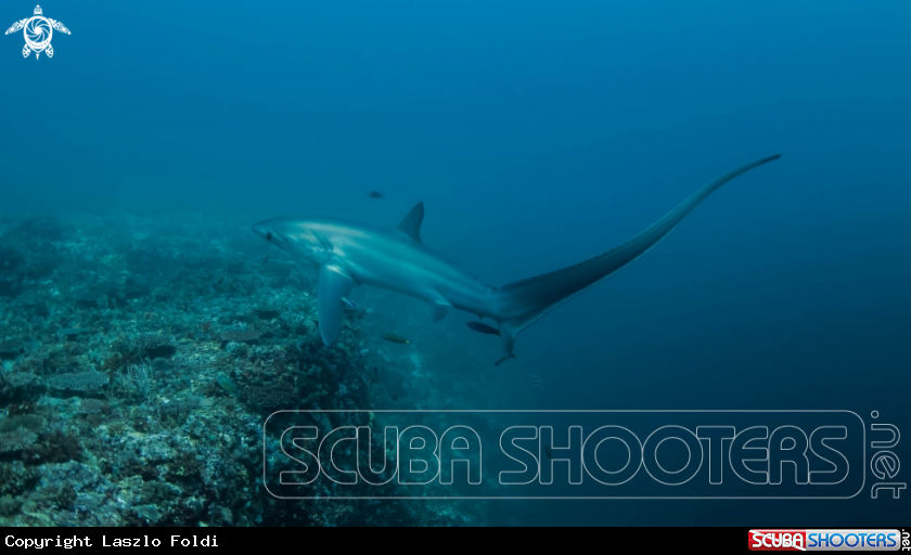 A thresher shark