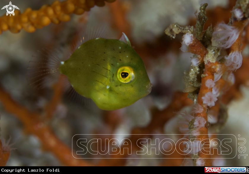 A juvenile filefish