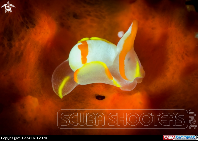 A Sea slug 