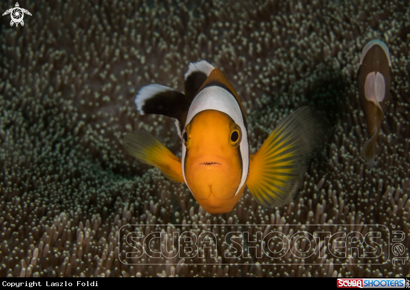 A Clownfish