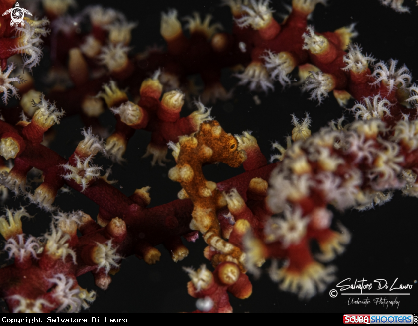 A Denise's pygmy seahorse