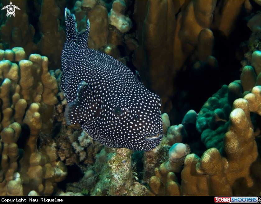 A Arothron Puffer