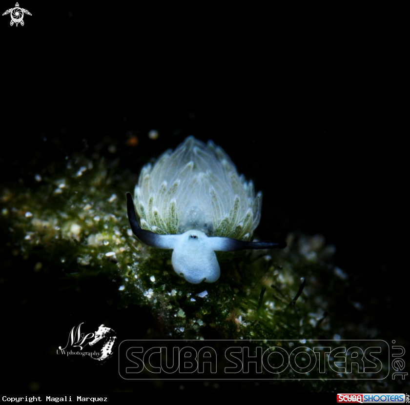 A Costasellia Shaun Sheep 