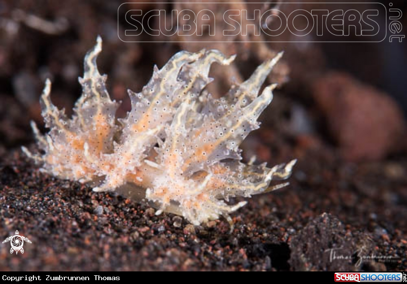 A Nudibranch 