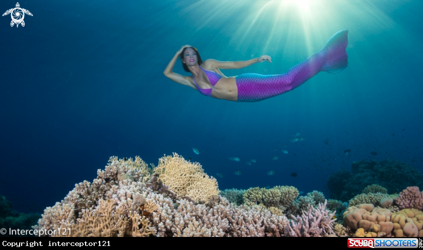A Mermaid!