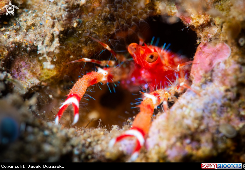 A Oliver's Squat Lobster