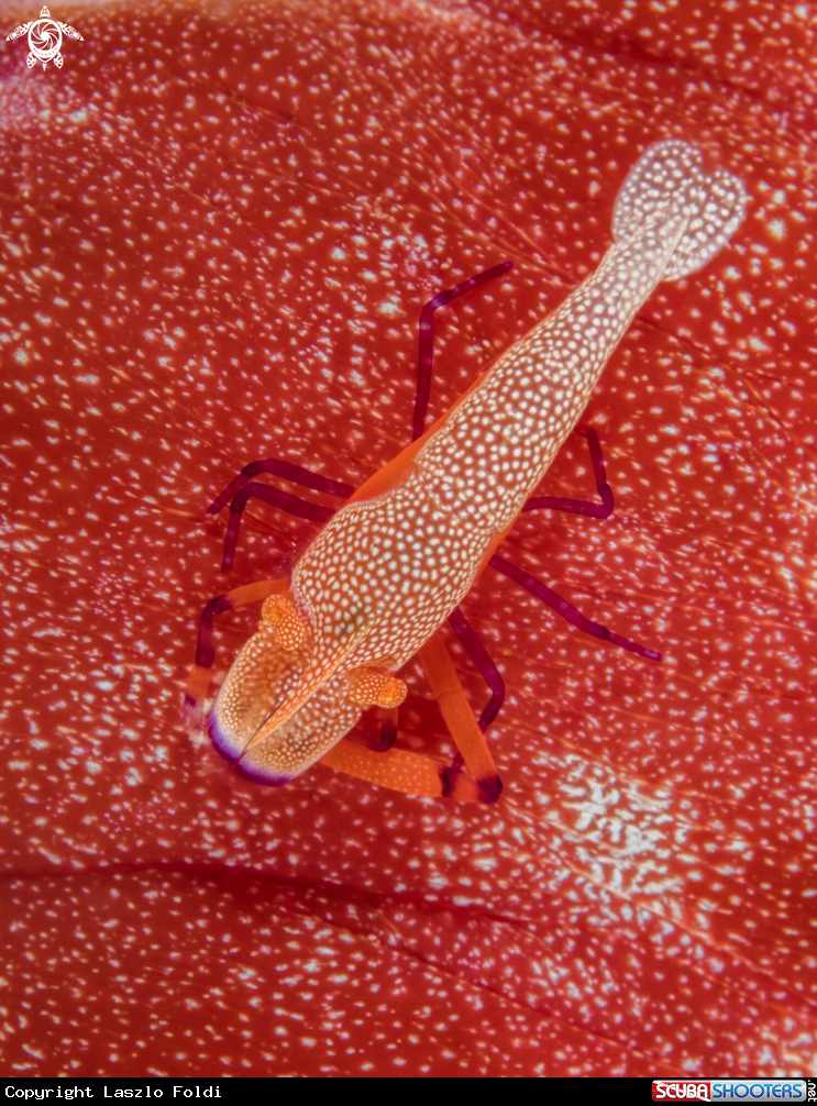 A Emperor shrimp 