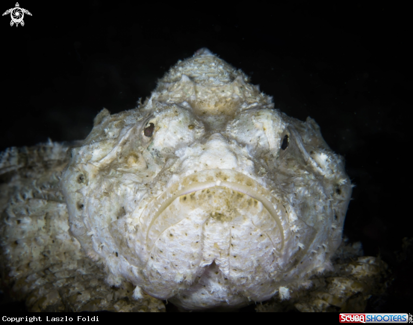 A Scorpionfish 