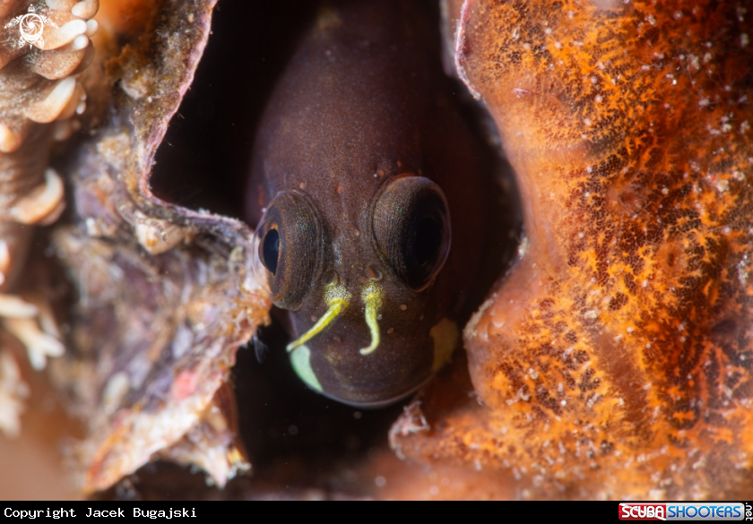 A Blenny