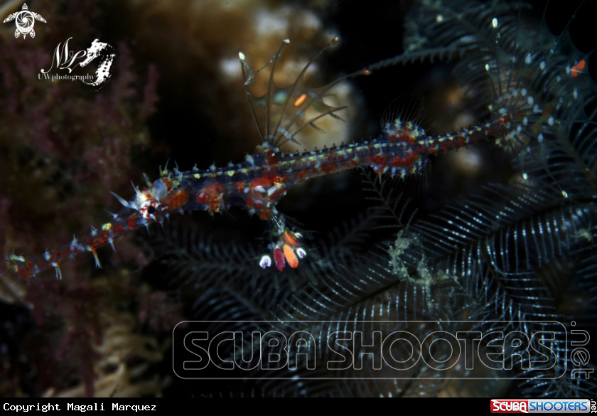 A Juvenile ornate Ghost pipefish 