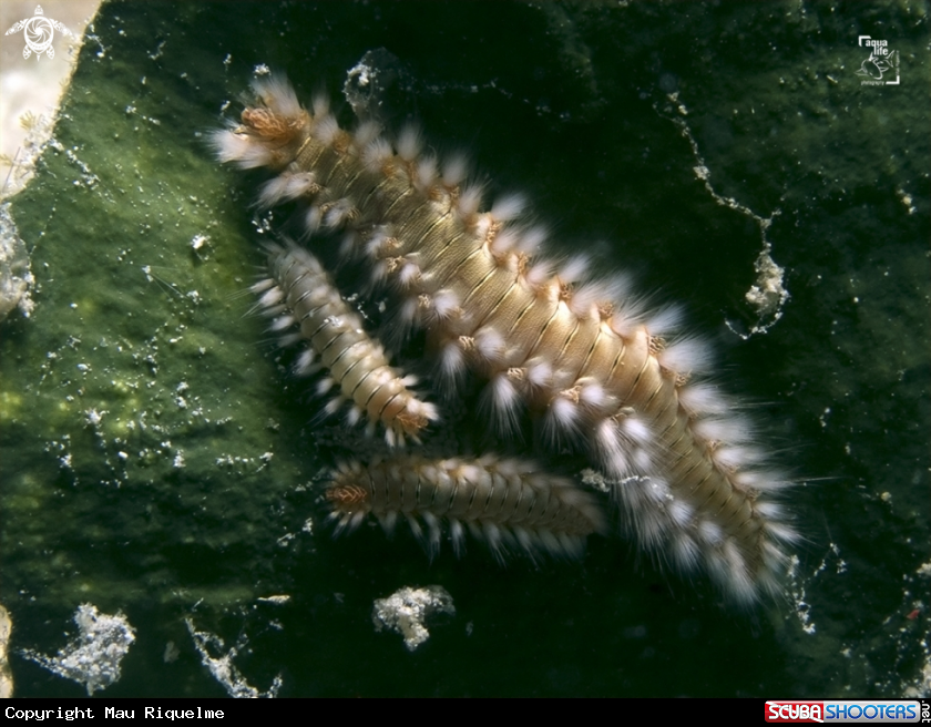 A Bearded Fireworm
