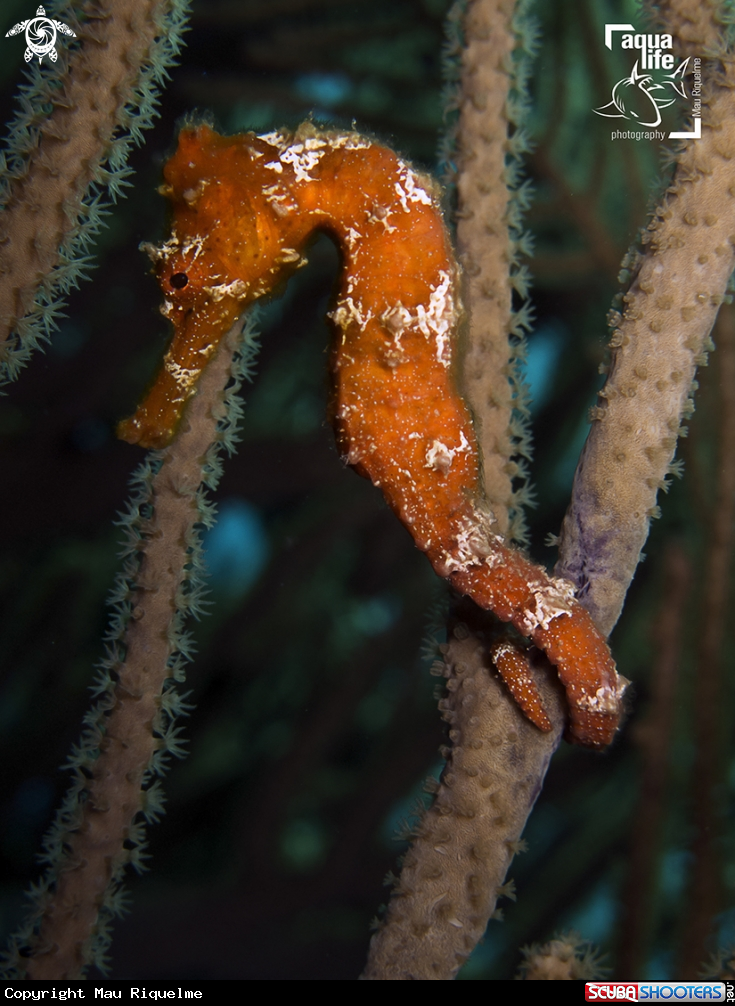 A Longsnout Seahorse