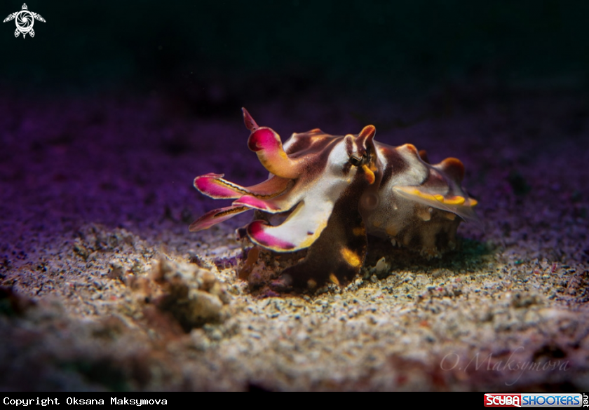 A Flamboyant Cuttlefish