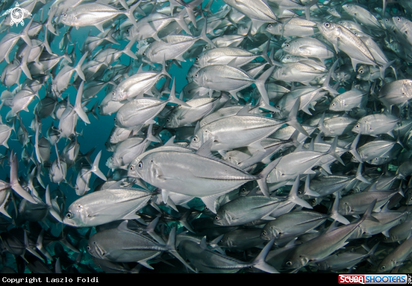 A Jackfish