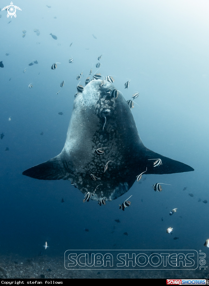 A Bump-Head Sunfish 
