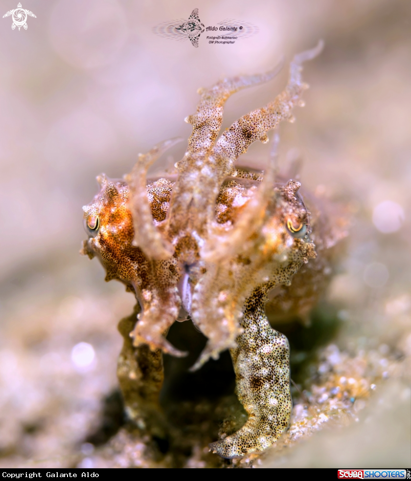 A Cuttlefish