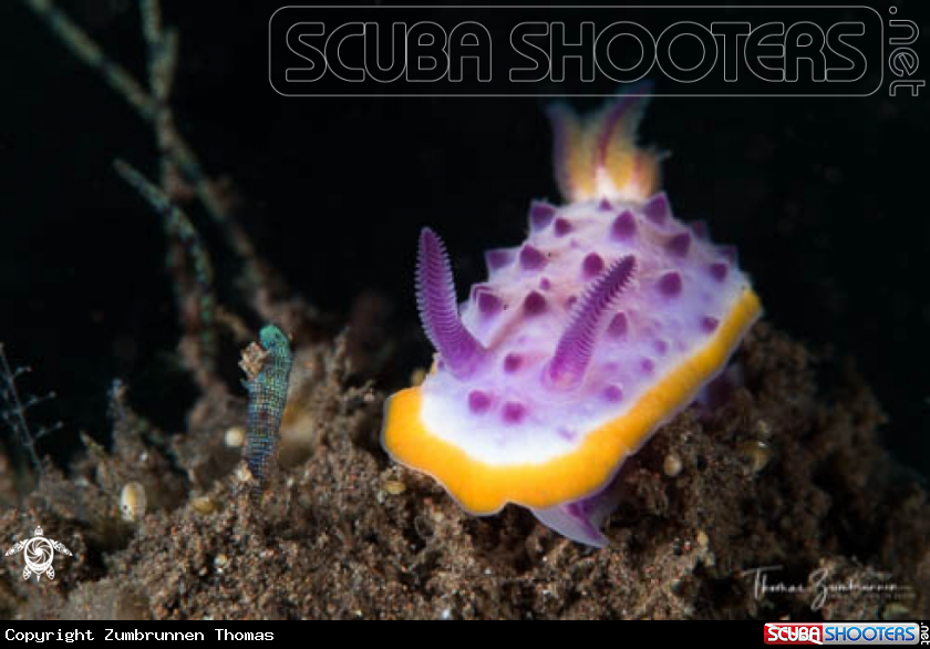 A Nudibranch 