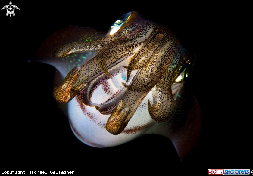 A Reef Squid