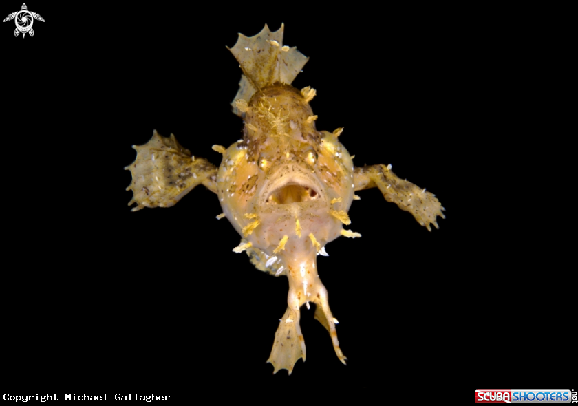 A Sargassumfish 