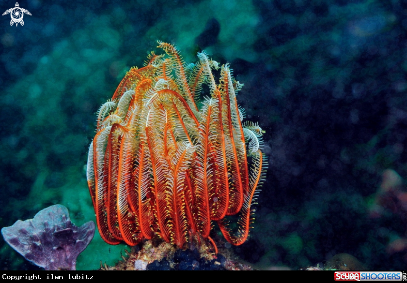 A feather star