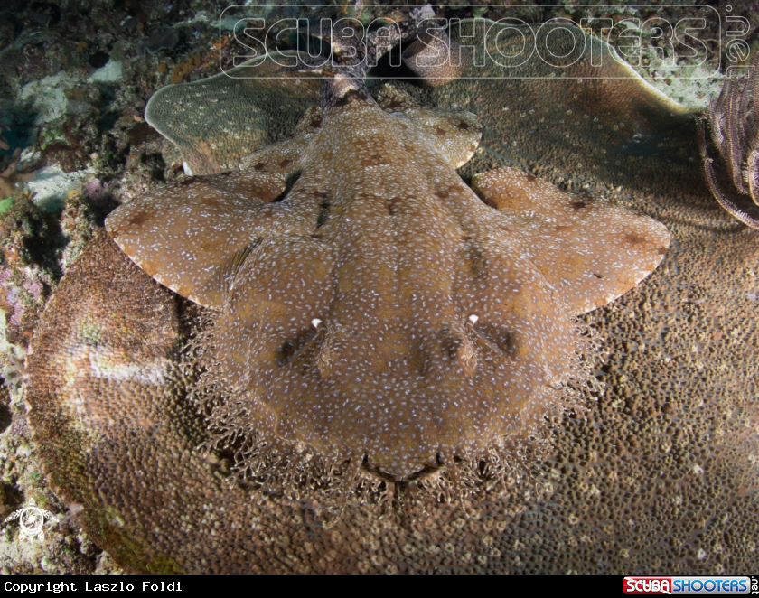 A Banded wobbegong shark
