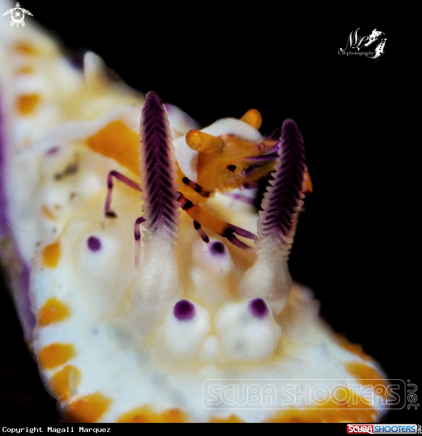 A Emperor Shrimp 