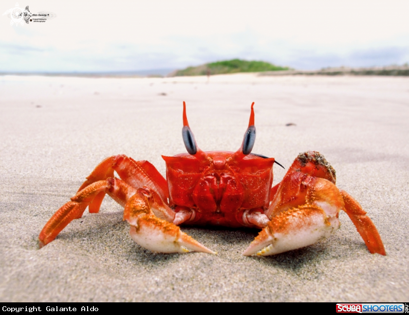 A Ghost Crab