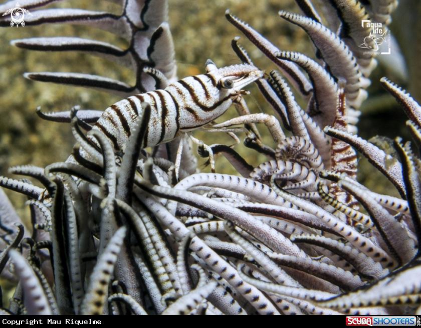 A Crinoid Shrimp