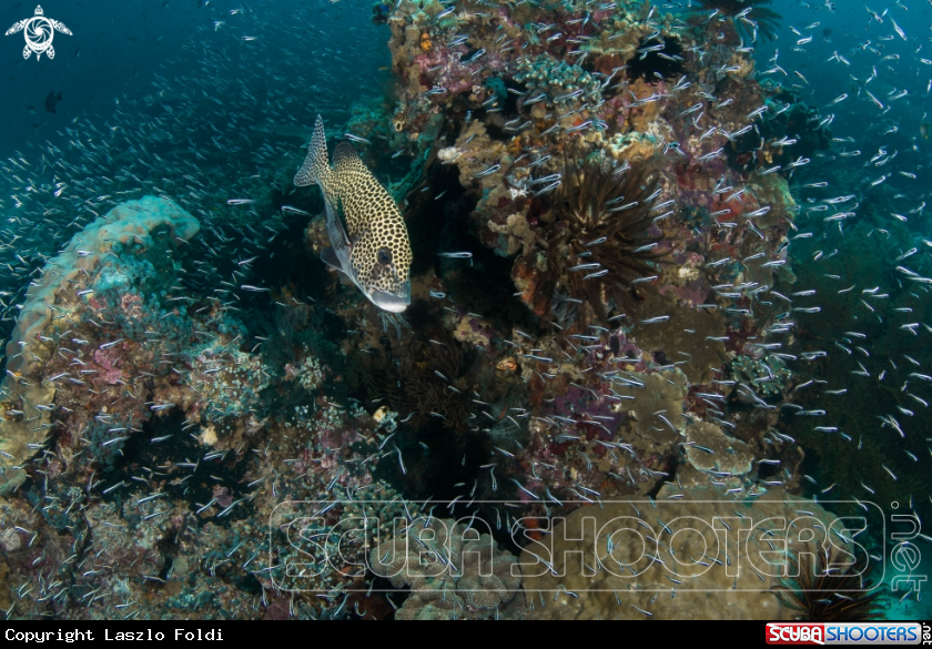 A Sweetlips
