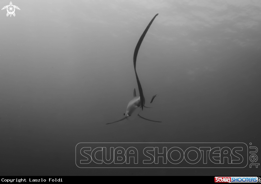 A thresher shark