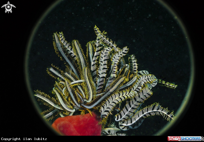 A feather star