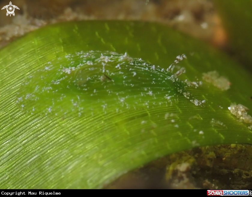 A Turtle Grass Seahare