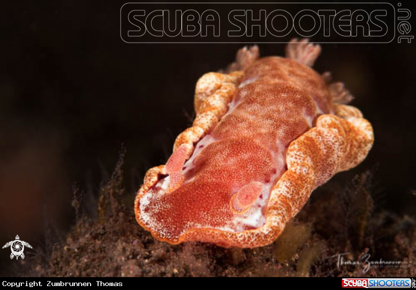 A Nudibranch 