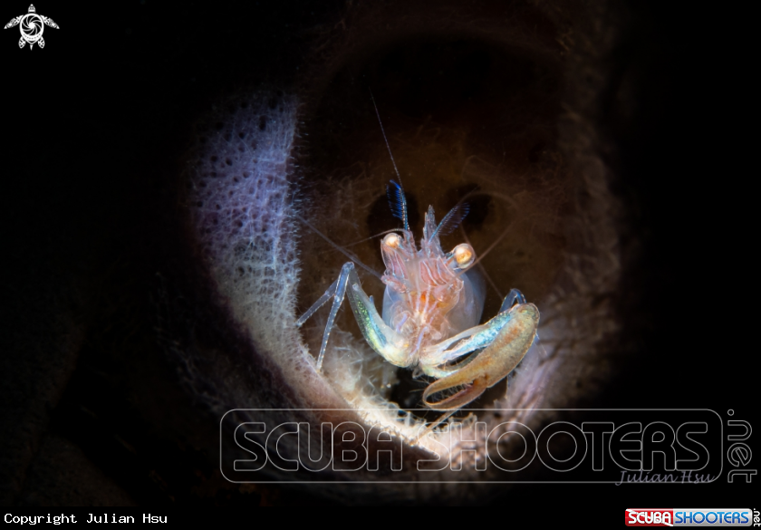 A Commensal sponge shrimp