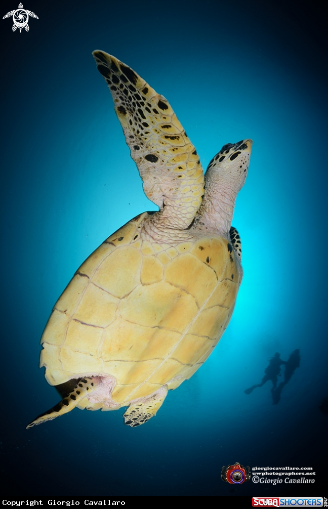 A Eretmochelys imbricata