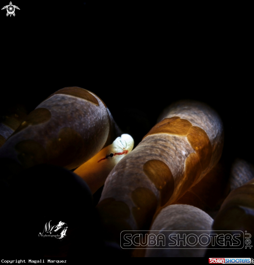 A Siokunichthy nigrolineatus with mushroom coral